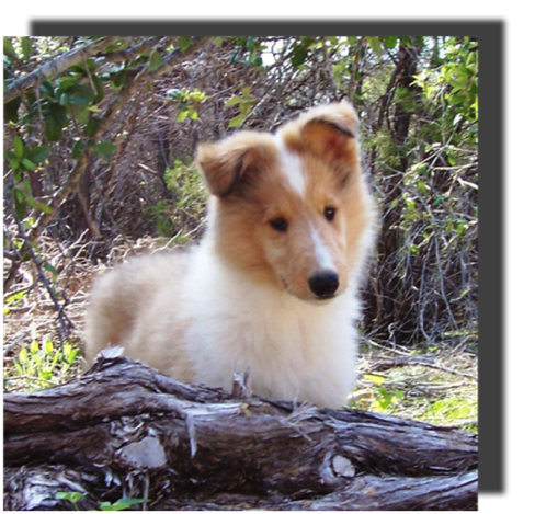Poppy 2006-06-07 Free 6smb a sable merle girl 4_g12it114.png
